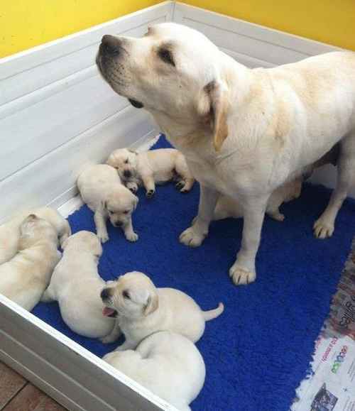 Our sweet Labrador puppies are now available to be reserved for sale in Stock, Essex