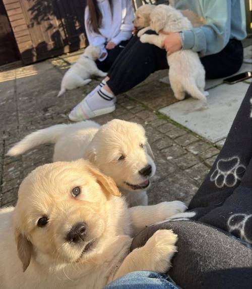 Our sweet Labrador puppies are now available to be reserved for sale in Stock, Essex - Image 3