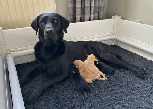 Outstanding Champion KC reg Health Tested Working Labradors for sale in Warrington, Cheshire - Image 3