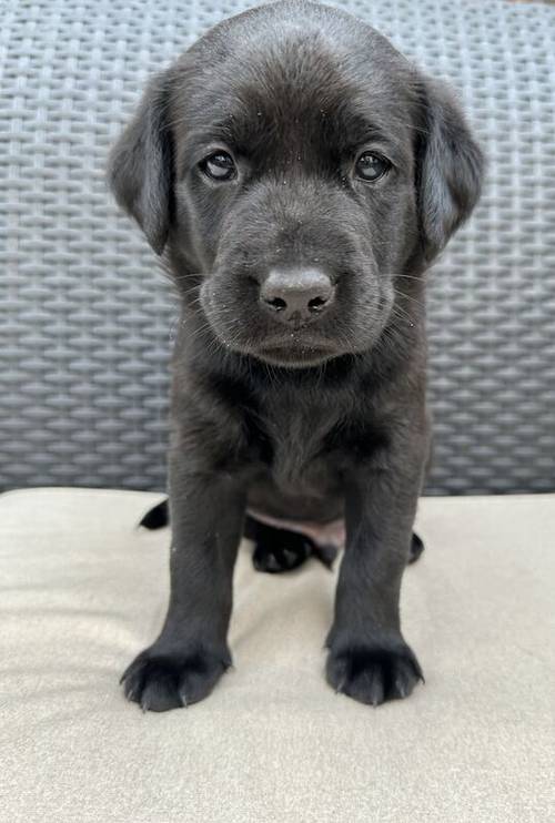 Outstanding Champion KC reg Health Tested Working Labradors for sale in Warrington, Cheshire - Image 5