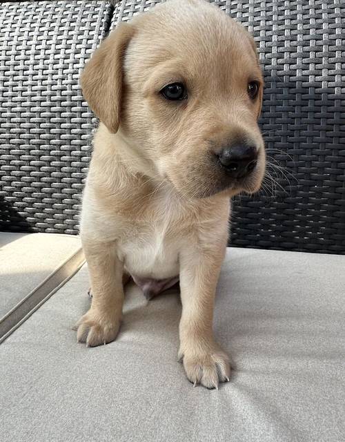 Outstanding Champion KC reg Health Tested Working Labradors for sale in Warrington, Cheshire - Image 6