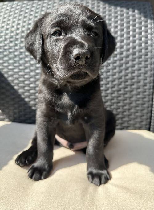 Outstanding Champion KC reg Health Tested Working Labradors for sale in Warrington, Cheshire - Image 7