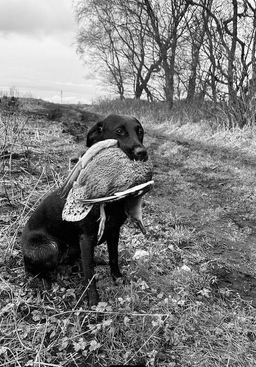 Outstanding Champion KC reg Health Tested Working Labradors for sale in Warrington, Cheshire - Image 8