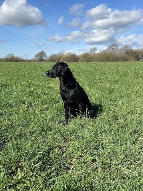 Outstanding Champion KC reg Health Tested Working Labradors for sale in Warrington, Cheshire - Image 10