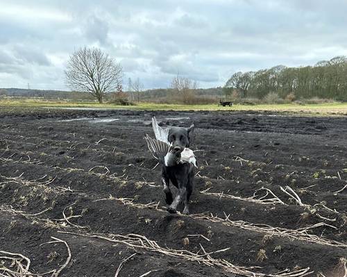 Outstanding Champion KC reg Health Tested Working Labradors for sale in Warrington, Cheshire - Image 12