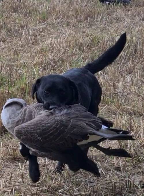 Outstanding Champion KC reg Health Tested Working Labradors for sale in Warrington, Cheshire - Image 13