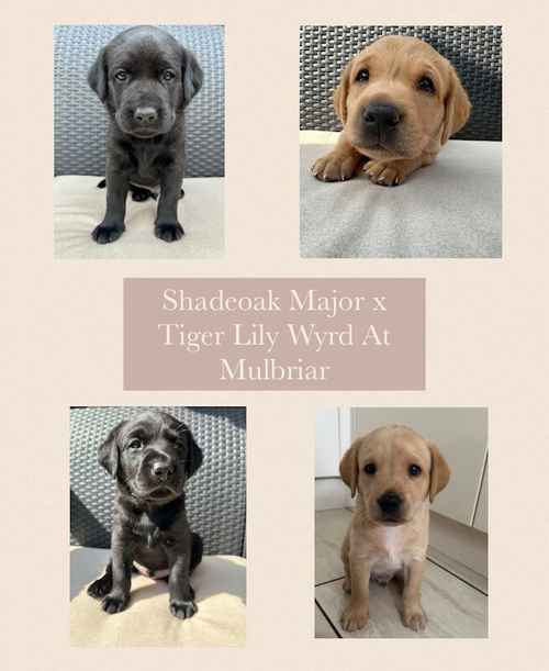 Outstanding Champion KC reg Health Tested Working Labradors for sale in Warrington, Cheshire