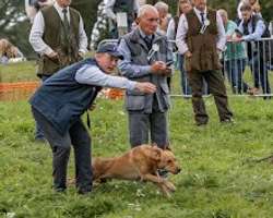 Outstanding KC Registered Fox Red Working Labrador puppies to renowned FTCH for sale in Crossgates, Fife | Image 2