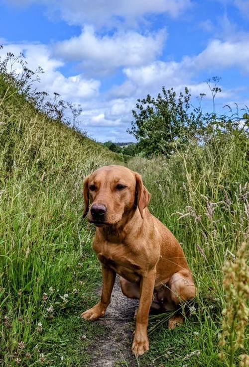 Outstanding KC Registered Fox Red Working Labrador puppies to renowned FTCH for sale in Crossgates, Fife - Image 9