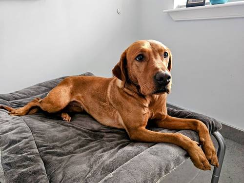 Outstanding KC Registered Fox Red Working Labrador puppies to renowned FTCH for sale in Crossgates, Fife - Image 10