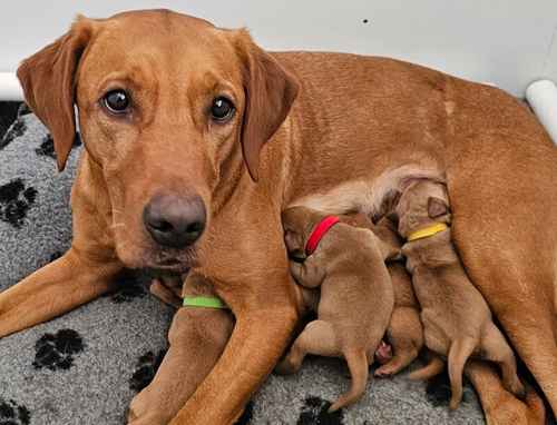 Outstanding KC Registered Fox Red Working Labrador puppies to renowned FTCH for sale in Crossgates, Fife