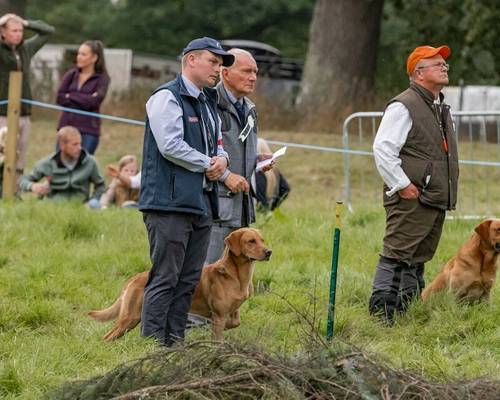 Outstanding KC Registered Fox Red Working Labrador puppies to renowned FTCH for sale in Crossgates, Fife - Image 6