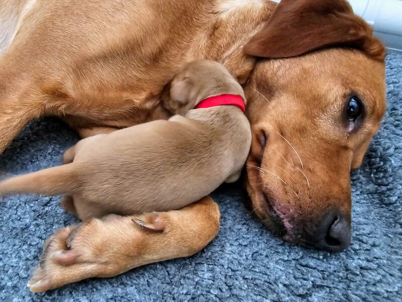 Ftch labrador puppies online