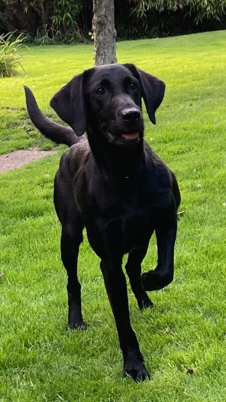 Outstanding FTCH sired litter