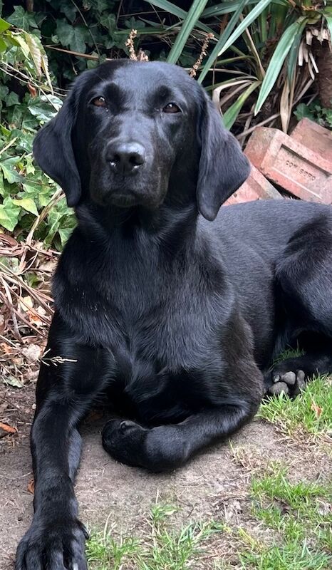 Outstanding FTCH sired litter