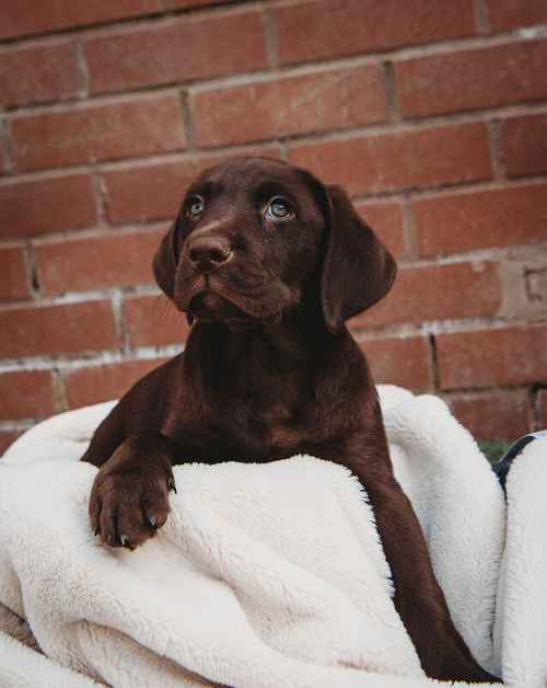 Outstanding fully health tested dark chocolate Labrador Pups for sale in Droitwich, Worcestershire 