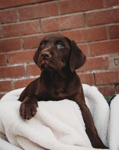 Outstanding fully health tested dark chocolate Labrador Pups for sale in Droitwich, Worcestershire - Image 1