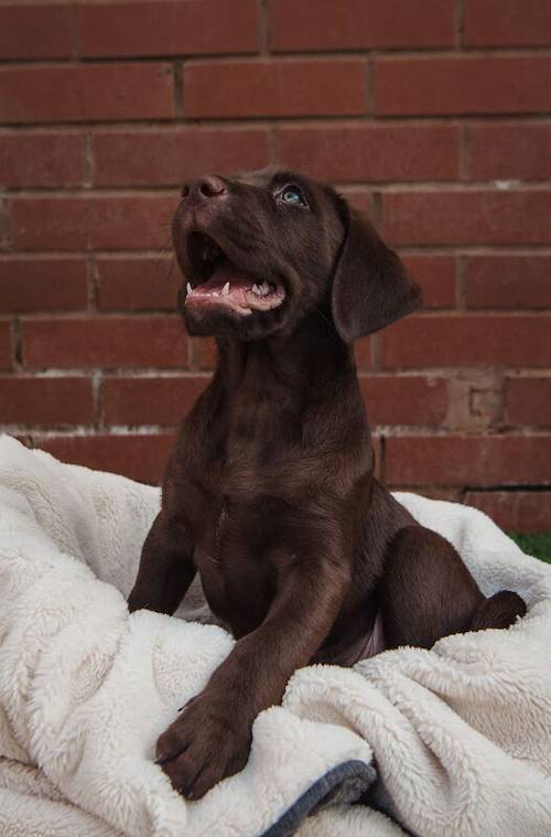 Outstanding fully health tested dark chocolate Labrador Pups for sale in Droitwich, Worcestershire - Image 2