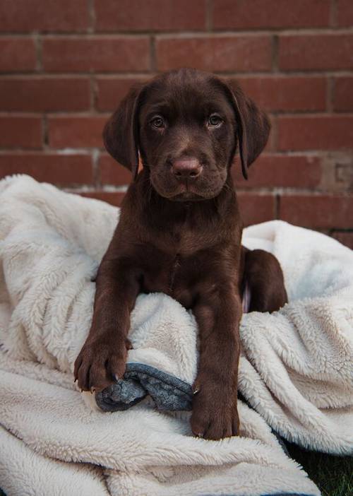 Outstanding fully health tested dark chocolate Labrador Pups for sale in Droitwich, Worcestershire - Image 3