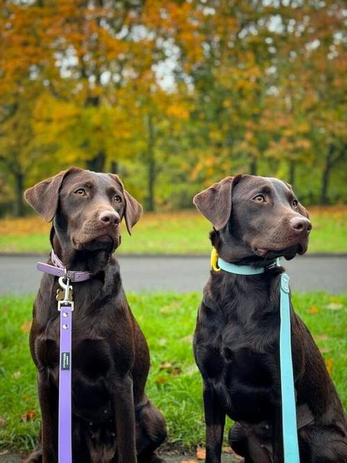 Outstanding fully health tested dark chocolate Labrador Pups for sale in Droitwich, Worcestershire - Image 4