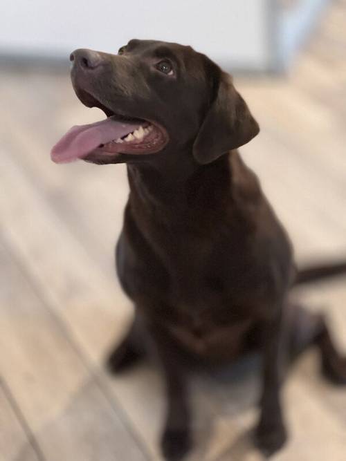 Outstanding fully health tested dark chocolate Labrador Pups for sale in Droitwich, Worcestershire - Image 5