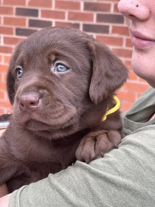 Outstanding fully health tested dark chocolate Labrador Pups for sale in Droitwich, Worcestershire - Image 6