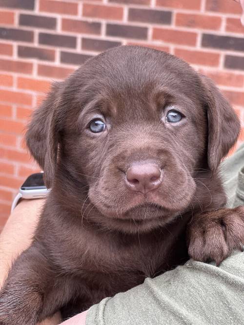 Outstanding fully health tested dark chocolate Labrador Pups for sale in Droitwich, Worcestershire - Image 7