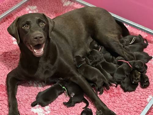 Outstanding fully health tested dark chocolate Labrador Pups for sale in Droitwich, Worcestershire - Image 9