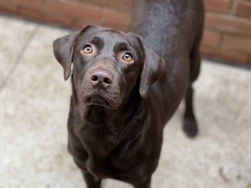 Outstanding fully health tested dark chocolate Labrador Pups for sale in Droitwich, Worcestershire - Image 10