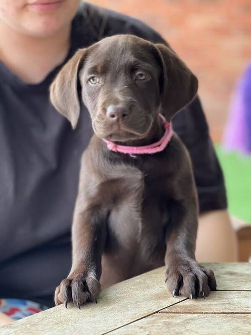 Outstanding fully health tested dark chocolate Labrador Pups for sale in Droitwich, Worcestershire - Image 11