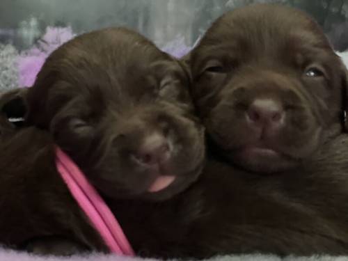 Outstanding fully health tested dark chocolate Labrador Pups for sale in Droitwich, Worcestershire - Image 12