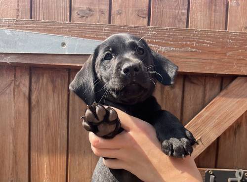 Outstanding, Fully Health Tested, KC Reg, Lab Pups for sale in Nottingham, Nottinghamshire - Image 1