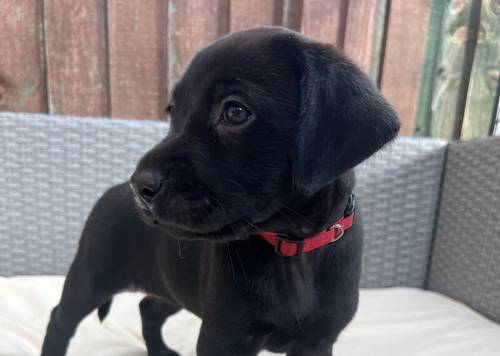 Outstanding, Fully Health Tested, KC Reg, Lab Pups for sale in Nottingham, Nottinghamshire - Image 4