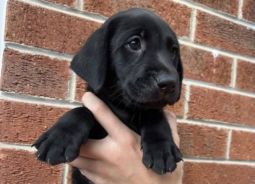 Outstanding, Fully Health Tested, KC Reg, Lab Pups for sale in Nottingham, Nottinghamshire - Image 5