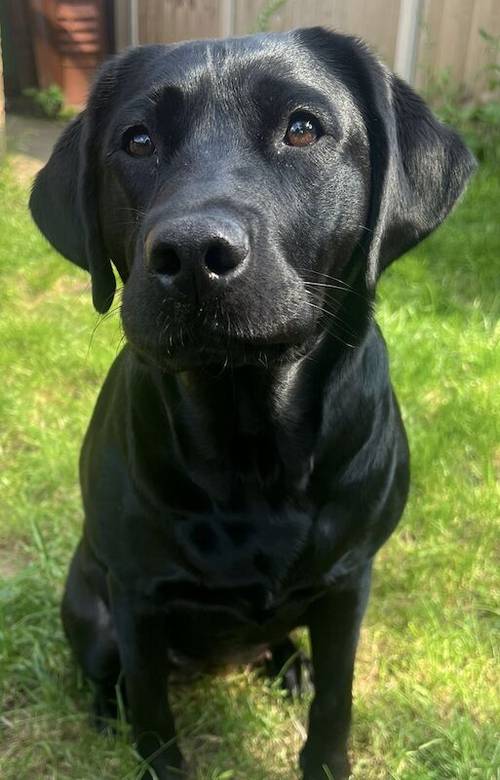 Outstanding, Fully Health Tested, KC Reg, Lab Pups for sale in Nottingham, Nottinghamshire - Image 7