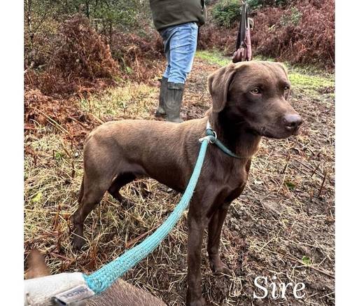 Outstanding, Fully Health Tested, KC Reg, Lab Pups for sale in Nottingham, Nottinghamshire - Image 8