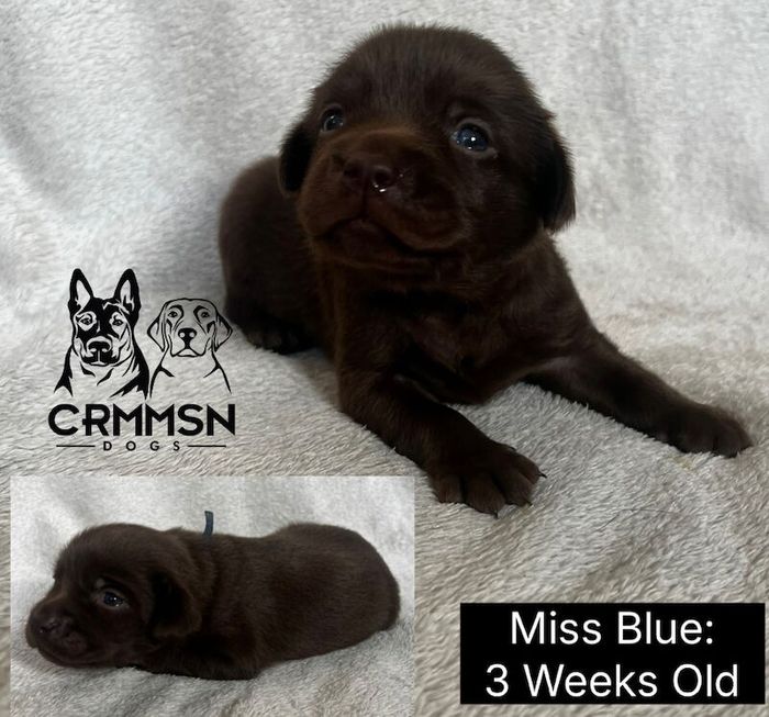 Labrador Retriever puppies for sale in Arnold, Nottinghamshire – KC registered, 3 weeks old