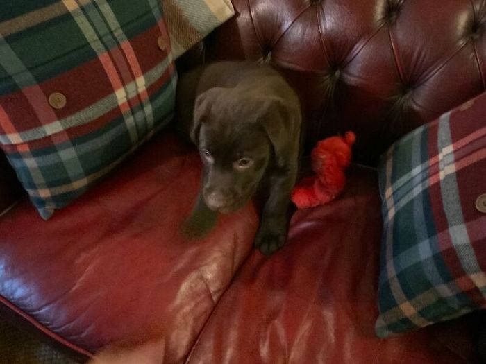 Labrador Retriever puppies for sale in Steyning, West Sussex – KC registered, 11 weeks old