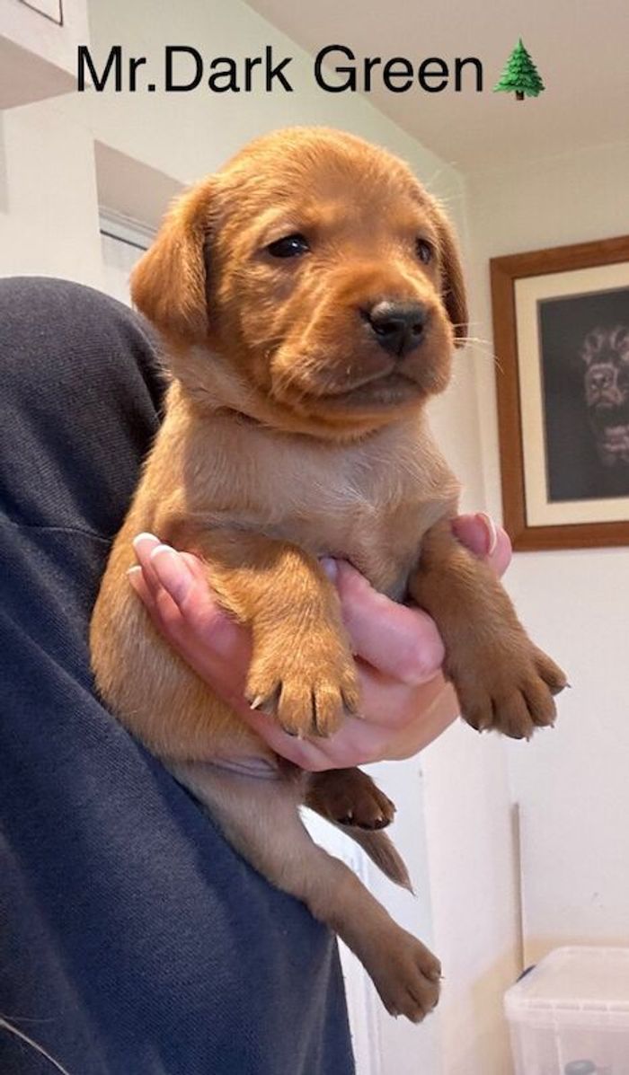 Labrador Retriever puppies for sale in Launceston, Cornwall – KC registered, 4 weeks old