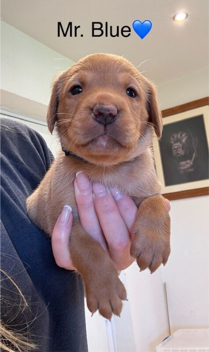 Labrador Retriever puppies for sale in Launceston, Cornwall – KC registered, 5 weeks old - Image 2 of 15