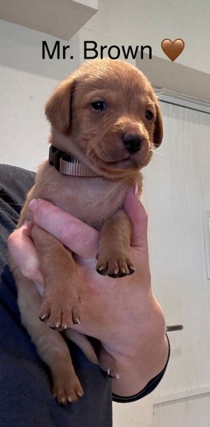 Labrador Retriever puppies for sale in Launceston, Cornwall – KC registered, 5 weeks old - Image 3 of 15