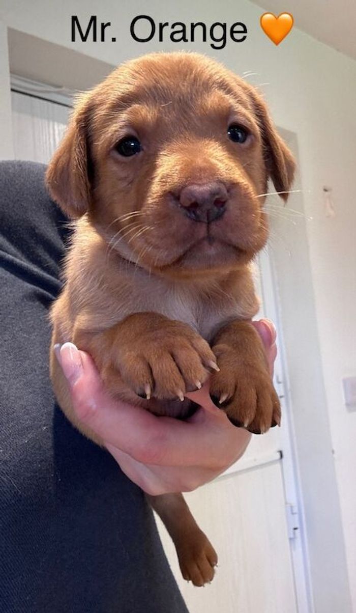 Labrador Retriever puppies for sale in Launceston, Cornwall – KC registered, 5 weeks old - Image 5 of 15