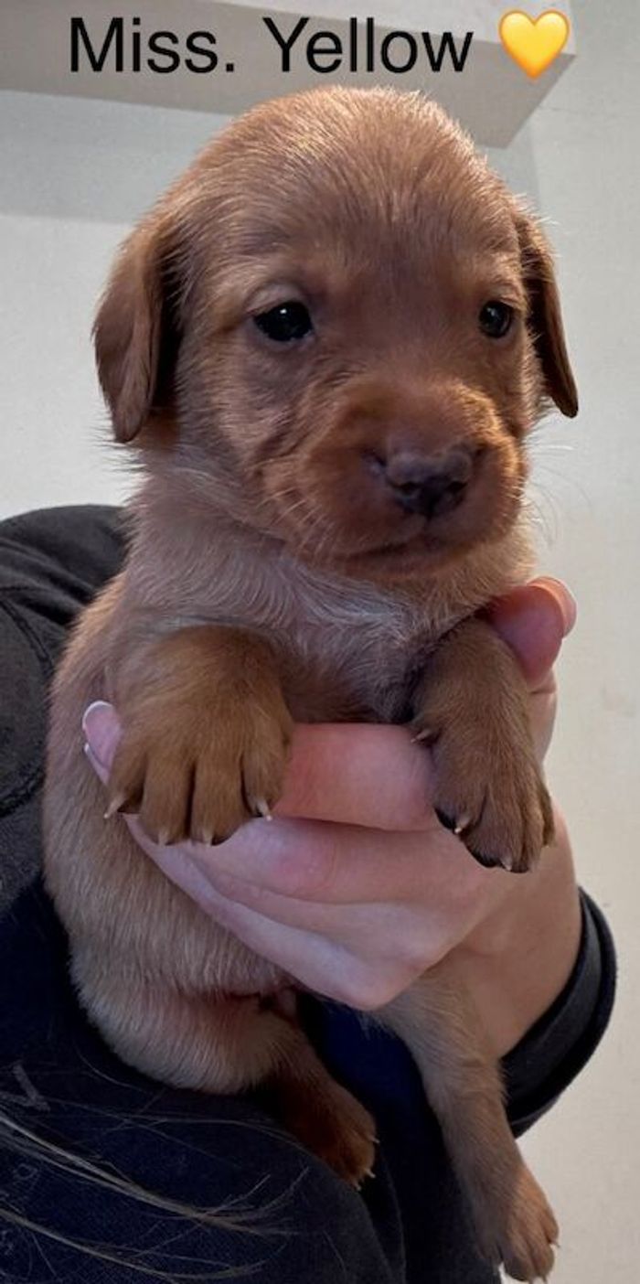 Labrador Retriever puppies for sale in Launceston, Cornwall – KC registered, 5 weeks old - Image 6 of 15