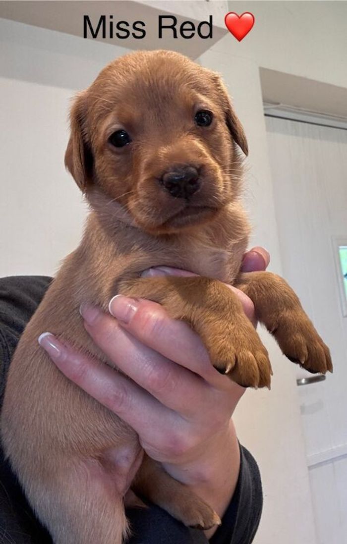 Labrador Retriever puppies for sale in Launceston, Cornwall – KC registered, 5 weeks old - Image 7 of 15