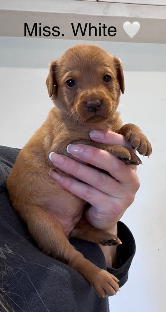 Labrador Retriever puppies for sale in Launceston, Cornwall – KC registered, 5 weeks old - Image 8 of 15