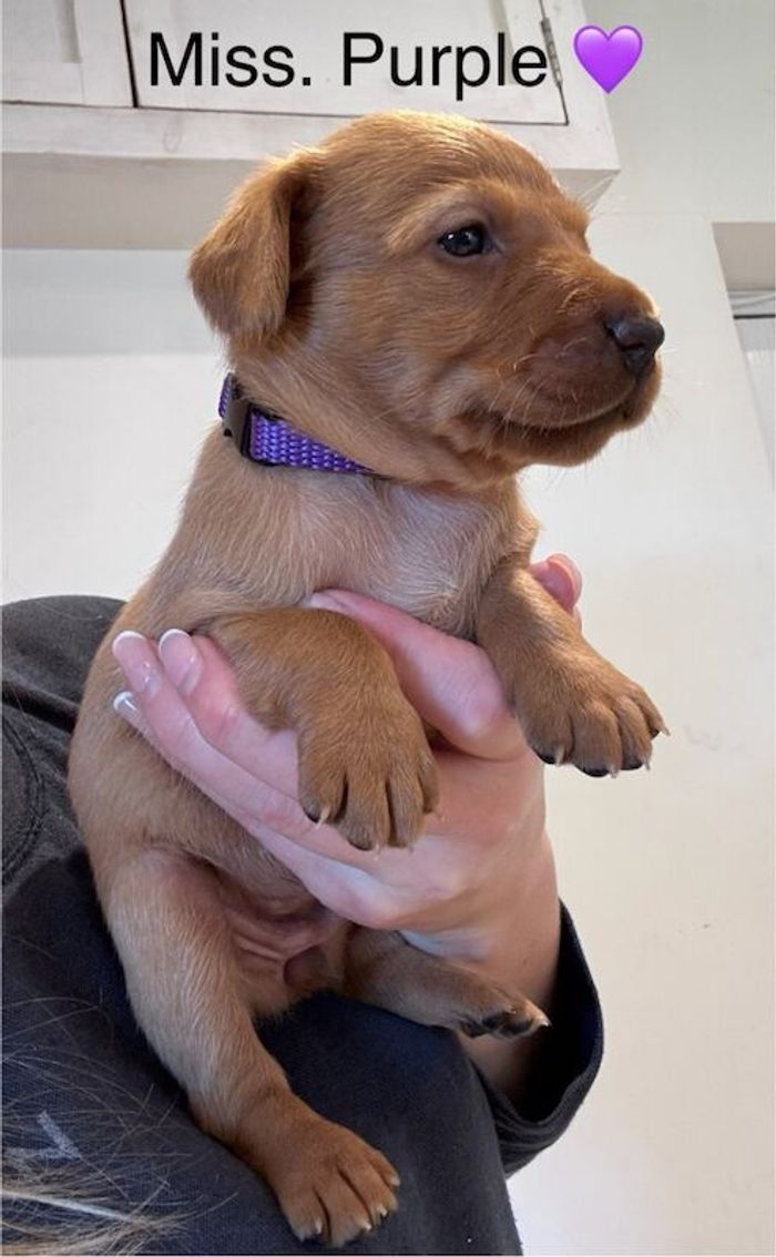 Labrador Retriever puppies for sale in Launceston, Cornwall – KC registered, 5 weeks old - Image 9 of 15