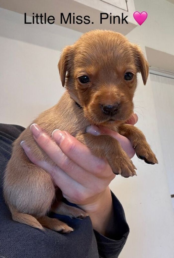 Labrador Retriever puppies for sale in Launceston, Cornwall – KC registered, 5 weeks old - Image 10 of 15