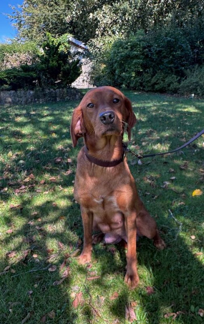 Labrador Retriever puppies for sale in Launceston, Cornwall – KC registered, 5 weeks old - Image 11 of 15