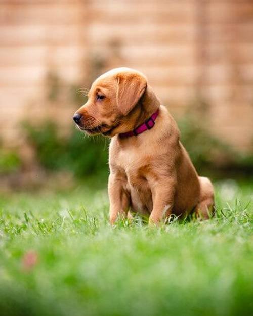 Housetrained KC Registered Female FOX RED, 8 weeks old! for sale in Letchworth Garden City, Hertfordshire - Image 1