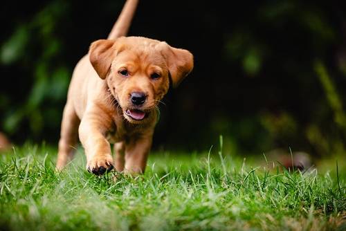 Housetrained KC Registered Female FOX RED, 8 weeks old! for sale in Letchworth Garden City, Hertfordshire - Image 3